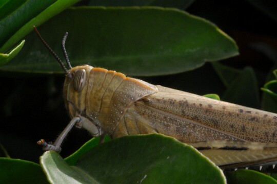 Locusta migratoria - europäische Wanderheuschrecke