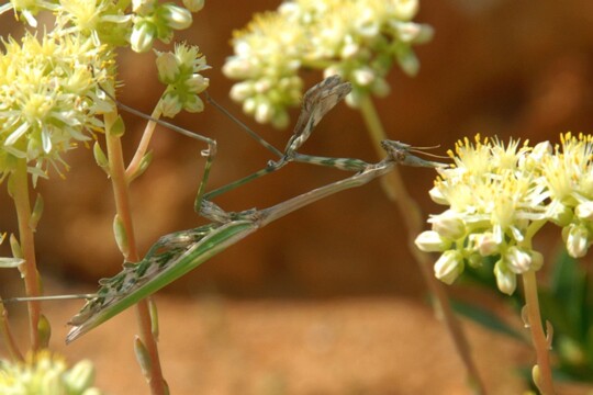 Mantis spec. - unbekannte Gottesanbeterin aufgenommen in Portugal