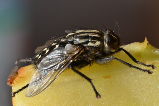 Musca domestica - Stubenfliege (2)
