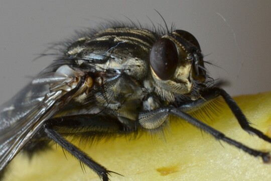 Musca domestica - Stubenfliege
