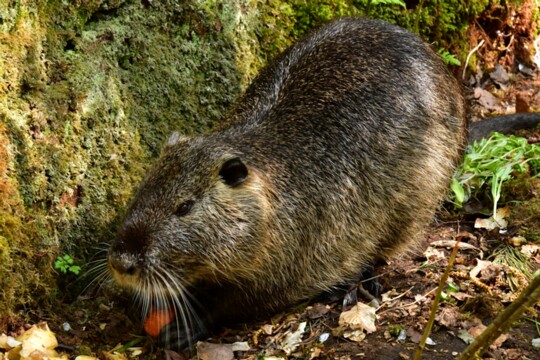 Myocastor coypus - Nutria