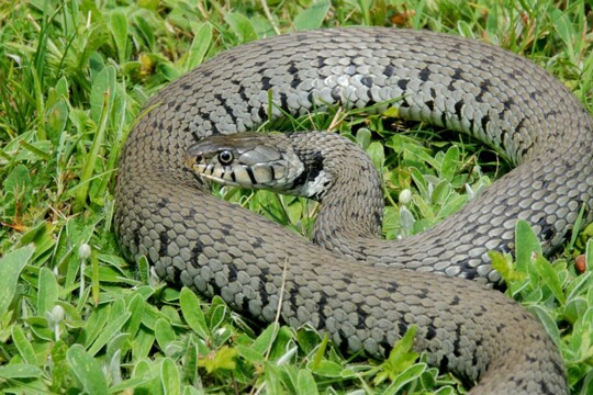 Natrix_natrix - Ringelnatter